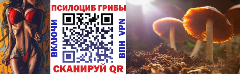 Купить  Шуя  Псилоцибиновые грибы Cubensis 